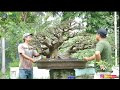 BEGINI PERAWATANNYA, BONSAI LOA JUARA