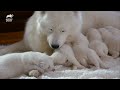 Curious Resident Cat Welcomes Terrier Puppies To Their New Home | Too Cute! | Animal Planet