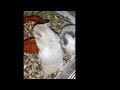 Hamster syrian