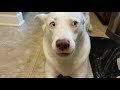 Husky Lab mix talks tricks for treats - Pizza Crust edition 1