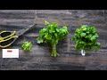 How To Keep Cilantro Fresh For 1 Month In The Fridge