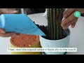 HOW TO PROPAGATE CACTUS EASY & FAST