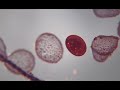 Free Copyright-Free Macro Cinematography Clips of Red Blood Cells in Capillaries