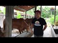 SAPI QURBAN YANG IDEAL | Sapi Madura ep.2