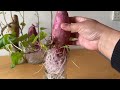 MY EXPERIMENT WITH GROWING SWEET POTATOES 🍠 AT HOME -ZARQAS WORLD #fypシ #viral #sweetpotato