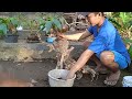 POT BONSAI KELAPA UNIK