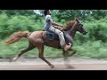 Fast singlefooting mare