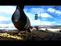 Giants They Were, With Beaky Faces - Quail Cam: CU