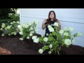 Limelight Hydrangea // Garden Answer