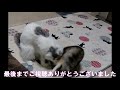 仲良しだと思ったけど…part２【スコティッシュフォールド】＃猫＃スコティッシュフォールド