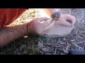 Rudiger Roll Dogbane - How to process Dogbane for Primitive Fire Making - All Natural Fire Roll