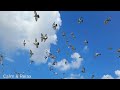 Birds Flying in Slow Motion Short Clip