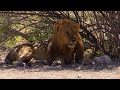 Wild Trophy Hunts in Namibia, Africa April 2016