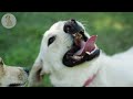 DOG TV: Video Entertainment Prevent Boredom and Fun for Dogs When Home Alone - Best Music for Dogs