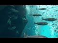 美麗的水族館