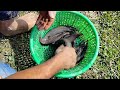 Amazing Hand Fishing Traps Traditional Boy Catching Experience Fish Technique#fish#fishing