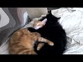 Cats in Love