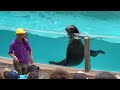 All New Flippers, Facts and Fun | Seaworld Orlando