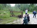 Successful escape of a wild bear from a trap