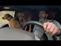 Dogs riding in truck down driveway