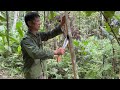 Building a bamboo shack in a deserted forest Survival skills in the forest | Hùng Lương Bushcraft