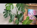 House Plant Tour 🌿 실내정원 식물 근황 | 플랜테리어 | 반려식물 소개 | autumn 2023