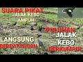 Suara Pikat Jalak Kebo ll Perangkap Pulut Menggunakan Suara Jalak Kebo Ribut