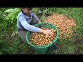 Harvesting Forest Fruit Goes to market sell, Take care animals in farm | Tiểu Vân Daily Life
