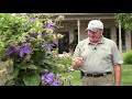 How to Grow, Train & Prune Clematis//Get MORE🌺🌺FLOWERS Twice in the SAME YEAR!