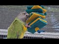 Pros and Cons of 16 Species of Pet Birds
