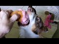 Funny Dogs Wrestling & Playing