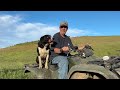 Life at Highview Angus Ranch - Getting ready for the annual breeding project - Part 2 (Conclusion)
