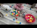 Try Not To Laugh 😅 Funniest Cats and Dogs 2023 😹🐶 Part 5