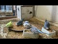 12 Minute Budgies Sounds, Budgies Feeding Time Relax ASMR HD 4K 60FPS