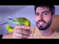 Top 5 Budgie Care Tips for Beginners