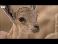 Baby Ibex vs Fox on a Cliff Edge | Growing Up Wild | BBC Earth