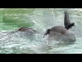Zoo Tours: The McNair Asian Elephant Habitat | Houston Zoo (2008)