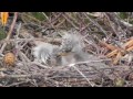 Grey Heron Feeding Baby Chicks　アオサギの給餌