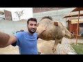 Achank Mini Zoo Main Camel Agea🐫