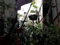 TAKING CARE OF PLANTS/GARDENING/INDOOR OUTDOOR PLANTS