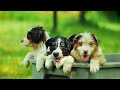 Baby Animals - Relaxing Music Relieves stress, Anxiety and Depression With Soft Music