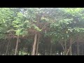 새들노래소리가아름다운편백나무숲
