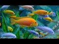 Aquarium 4K VIDEO ULTRA HD - The Most Beautiful Fish In The World,  Relaxing Music Ocean Fish