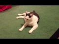 Fat Cat Catnip