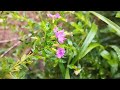 Mexican heather plant, Мексиканский вереск, メキシコのヘザー植物, #gardening