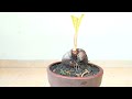 MEMBERSIHKAN BONGGOL DAN PELEPAH HASIL TEBAS EXTRIM/COCONUT BONSAI