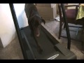 Chocolate Lab on Treadmill