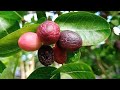 Camu Camu Berry - Not just an Ornamental Plant - Masarap Gawing Juice