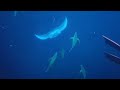 Manta Rays of Hawaii #travel #wildlife #hawaii