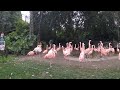Flamingos LA Zoo